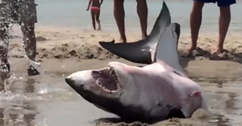 One of The Ocean's Scariest Predators Beaches - But People Still Try To ...